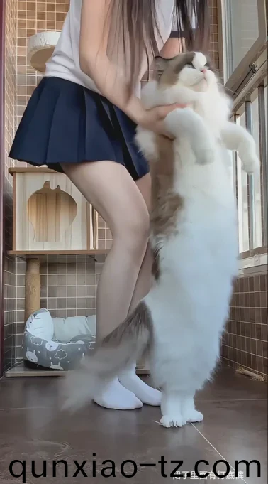 欧美aaaa在线观看视频免费